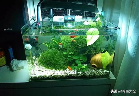 適合養在房間 的魚